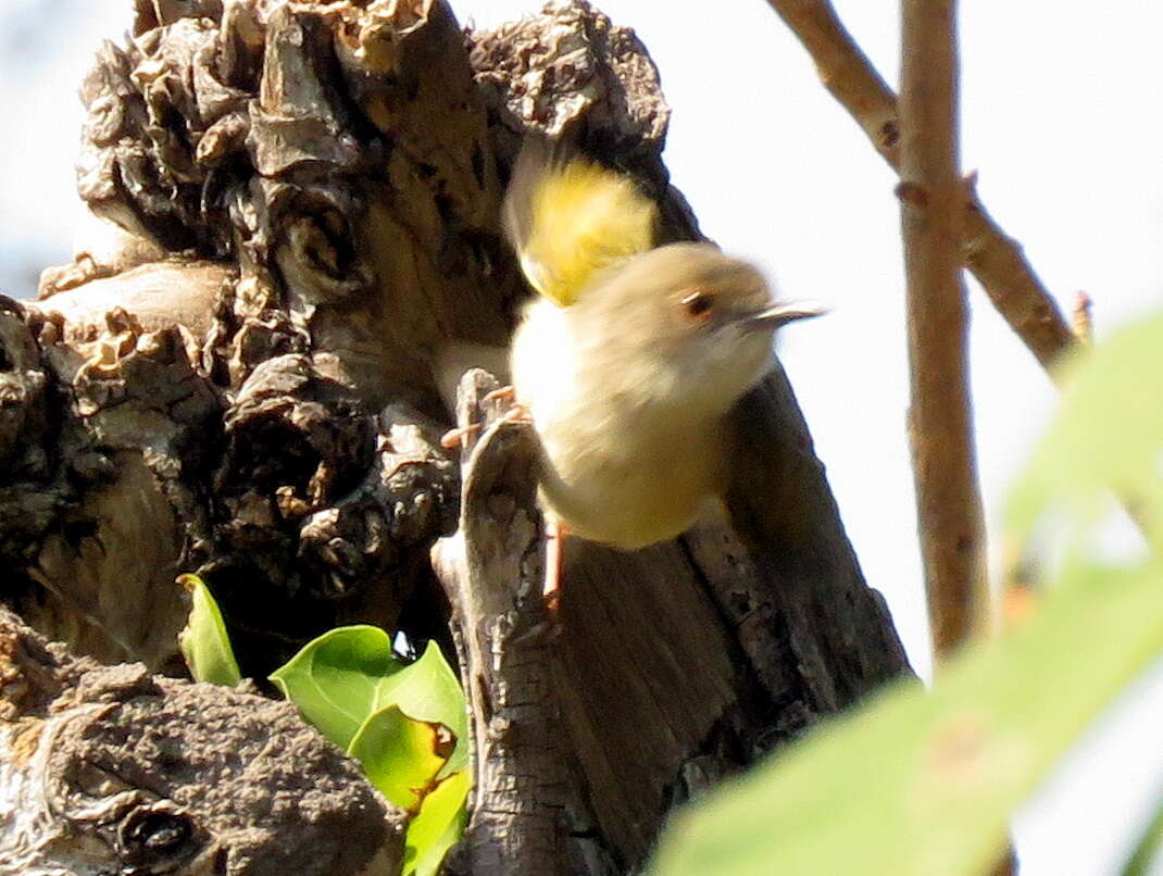 <i>Camaroptera brachyura intercalata</i>的圖片