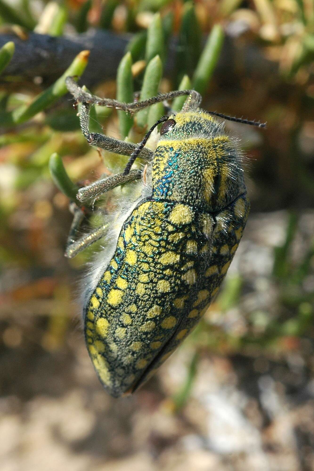 Imagem de Julodis variolaris (Pallas 1773)