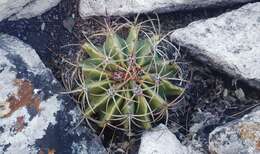 Image of Ferocactus haematacanthus (Muehlenpf.) Britton & Rose