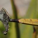 Image of Eastern Cape Dwarf Chameleon