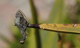 Image of Eastern Cape Dwarf Chameleon