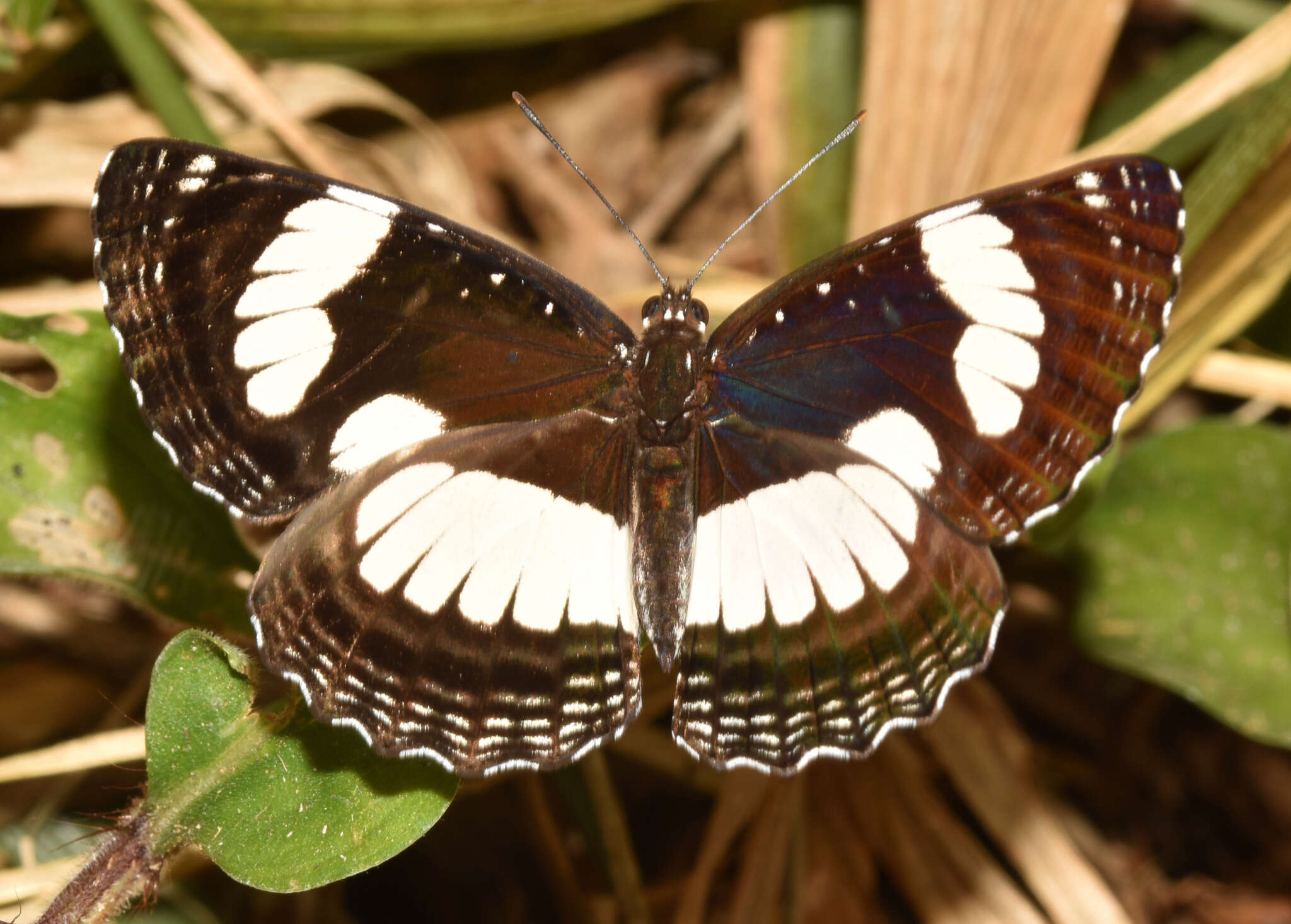 Image of Neptis laeta Overlaet 1955