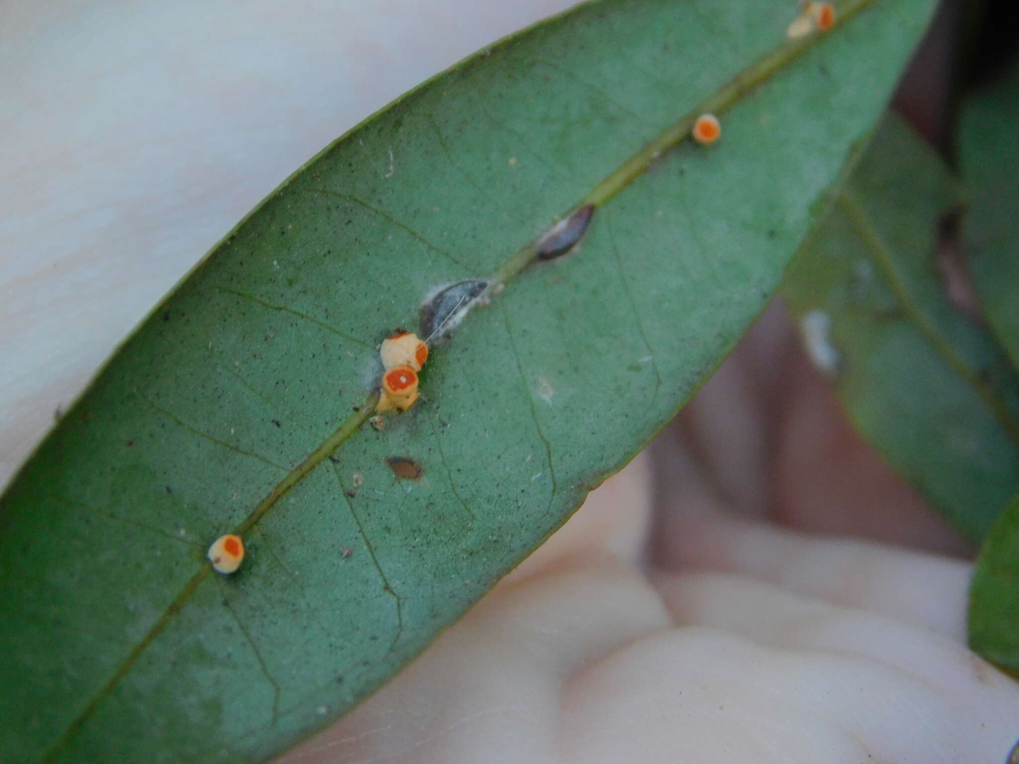 Image of Moelleriella epiphylla (Massee) P. Chaverri & K. T. Hodge 2008