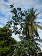 Image de Arbre à pain