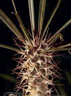 Image of Pachypodium geayi Costantin & Bois