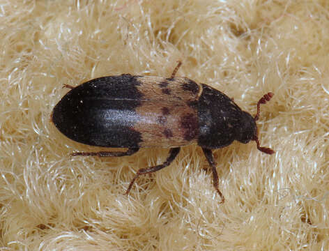 Image of larder beetle