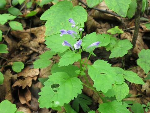 Image of Scutellaria pekinensis Maxim.