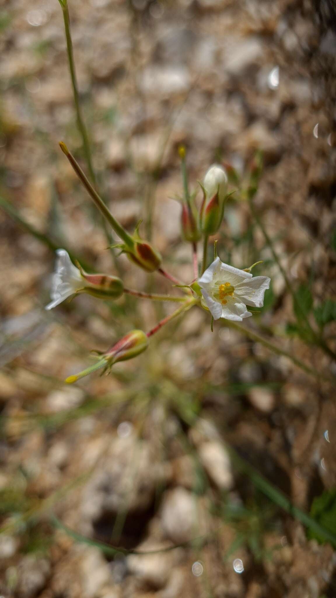 Image of Monsonia umbellata Harv.