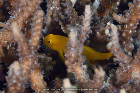 Image of Yellow clown goby