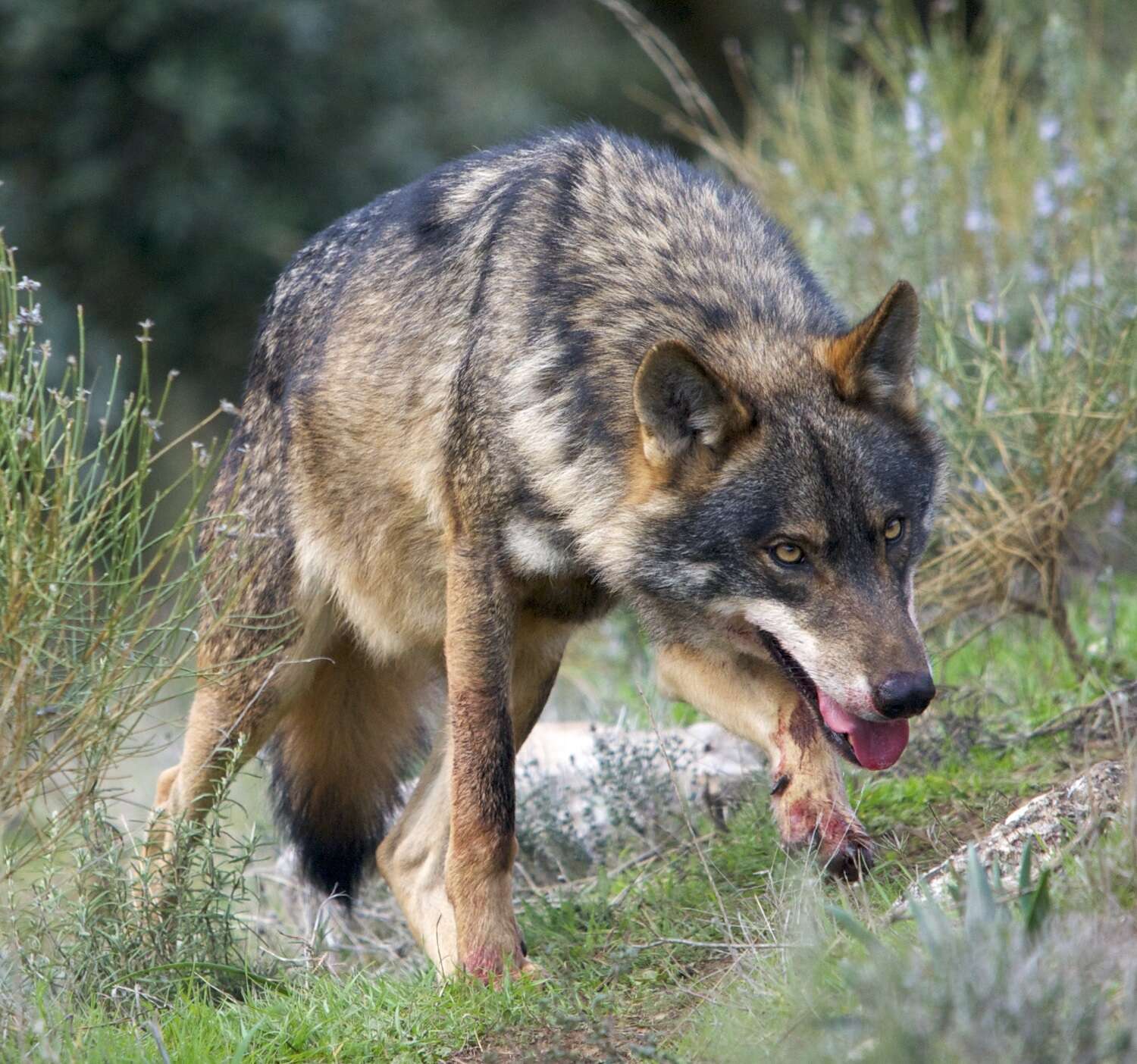 Imagem de Canis lupus signatus