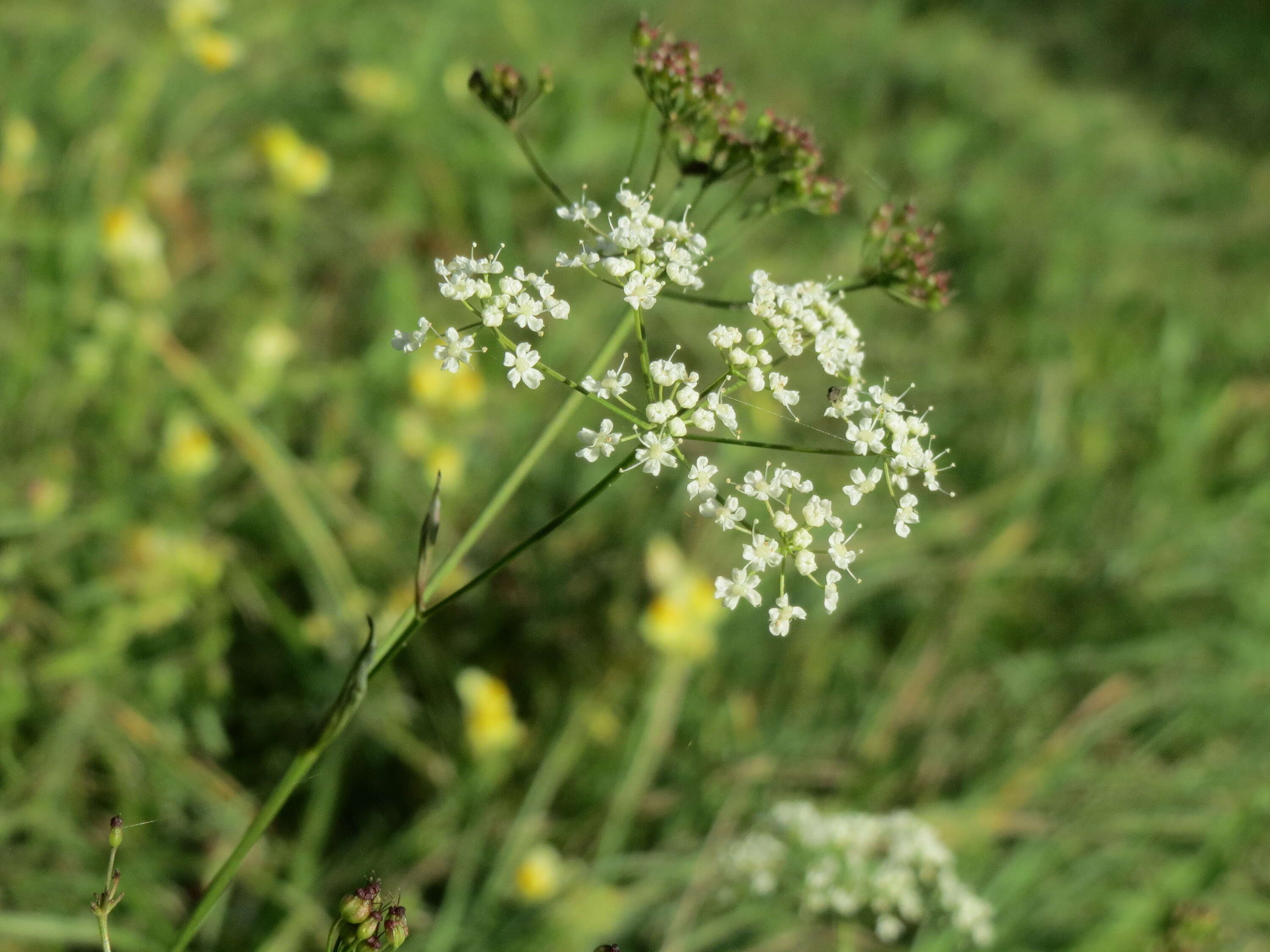 Image of burnet saxifrage