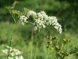 Imagem de Pimpinella saxifraga L.