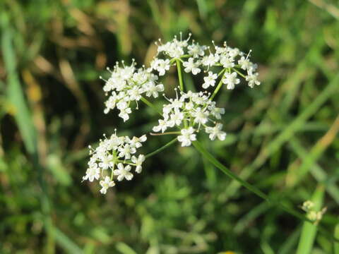 Imagem de Pimpinella saxifraga L.