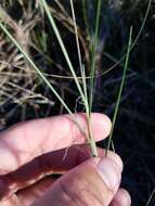 Image de Schizachyrium rhizomatum (Swallen) Gould