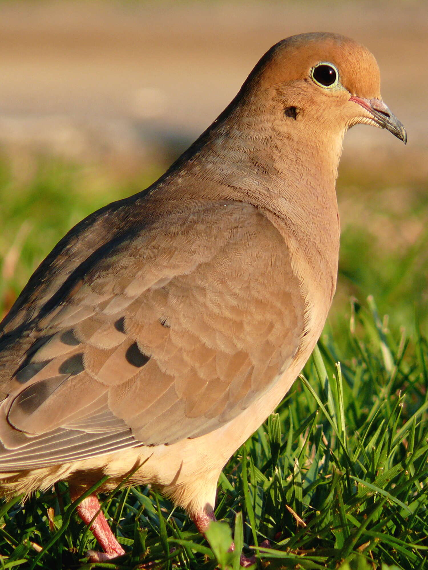 Image of American Mourning Dove