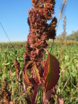 Image of redroot amaranth