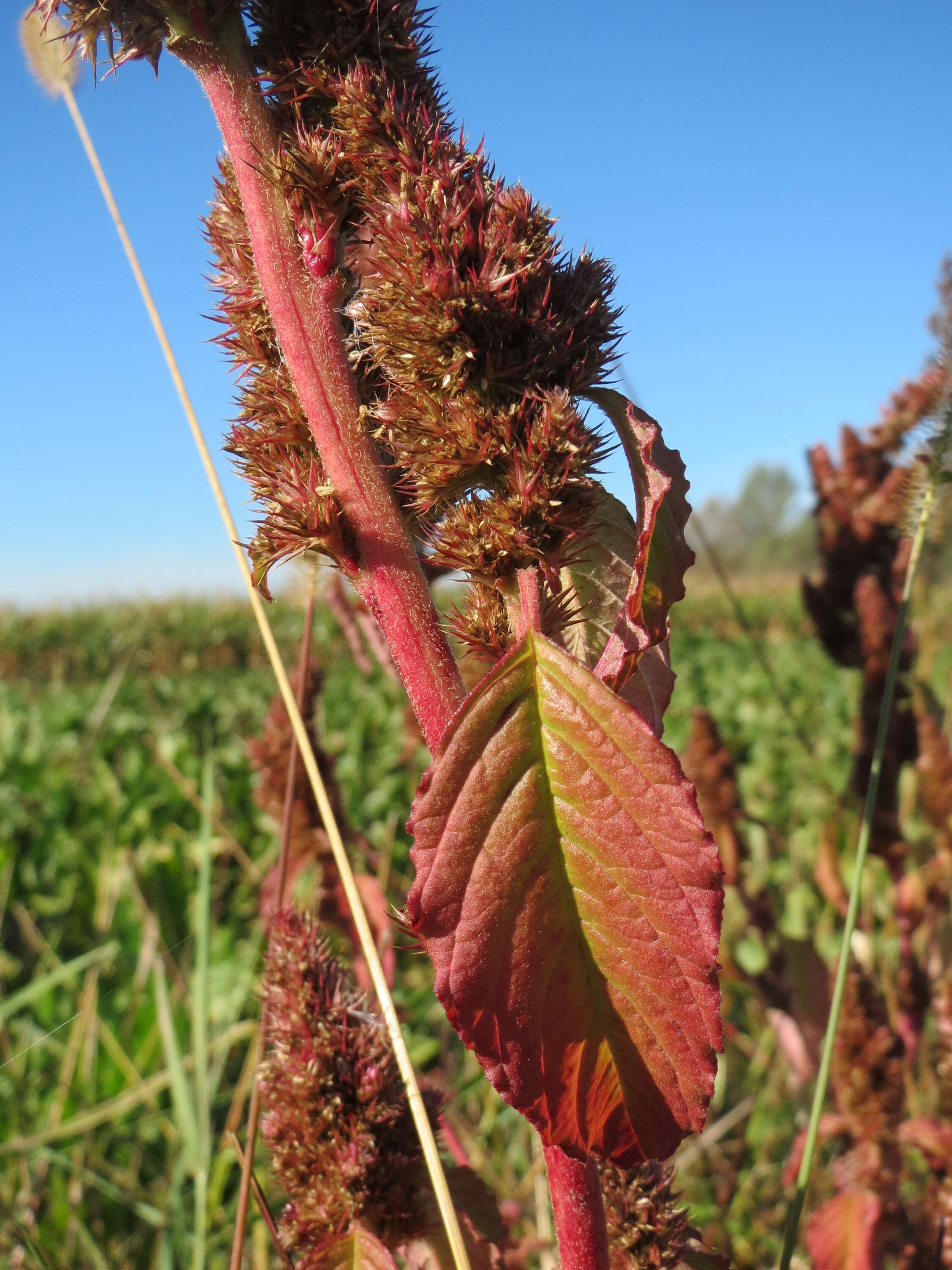 Image of redroot amaranth