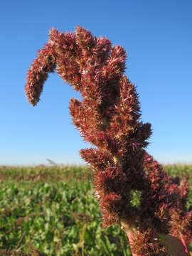 Image of redroot amaranth