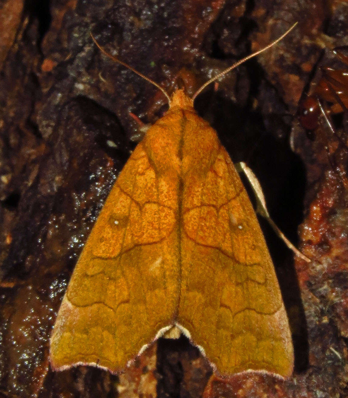 Image of Yellow Scallop Moth