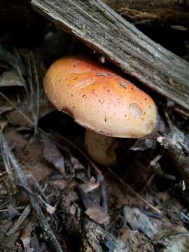 Image of Gyroporus ballouii (Peck) E. Horak 2011