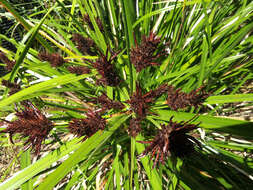 Imagem de Cyperus ustulatus A. Rich.