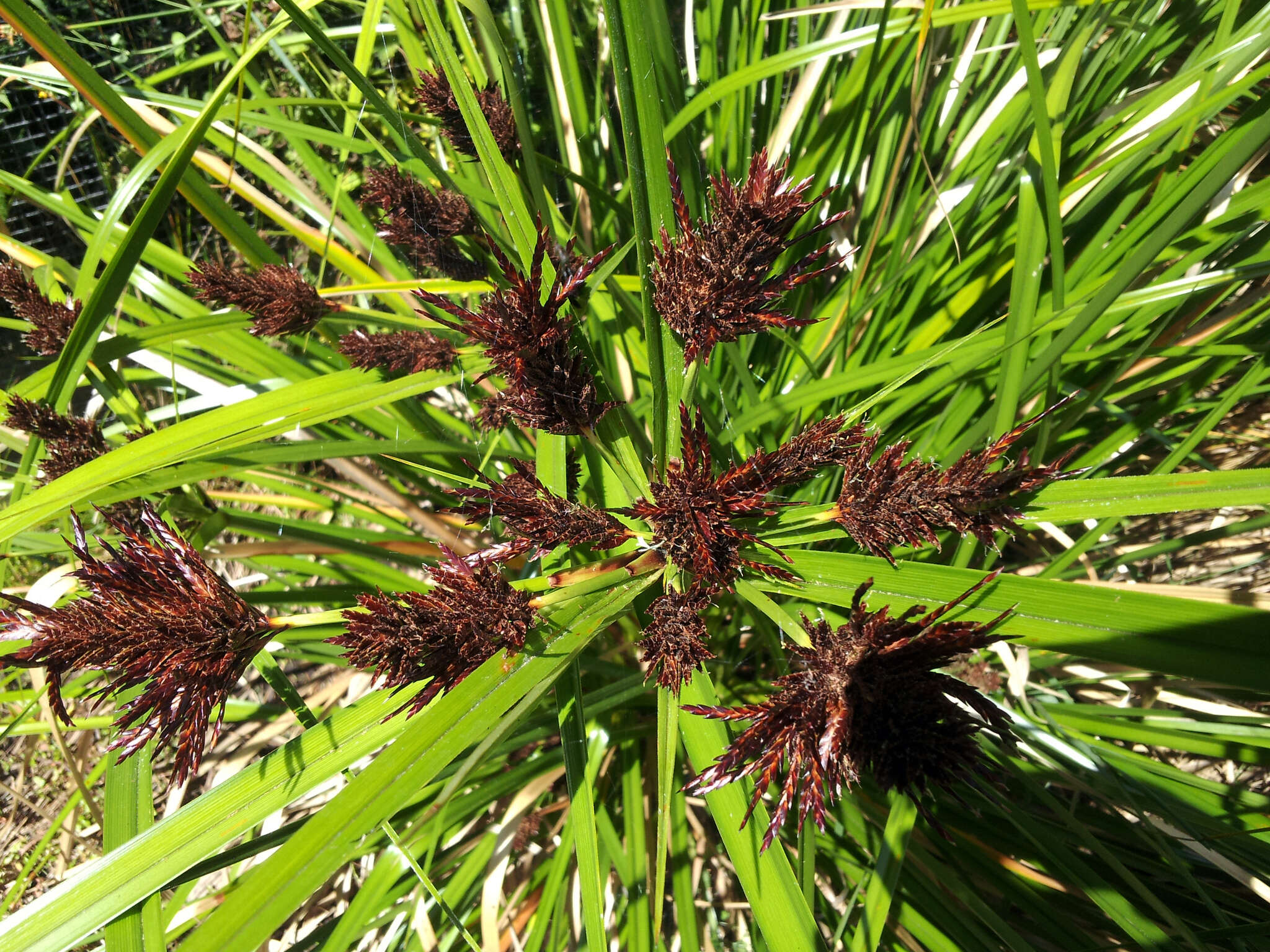 Image of Cyperus ustulatus A. Rich.
