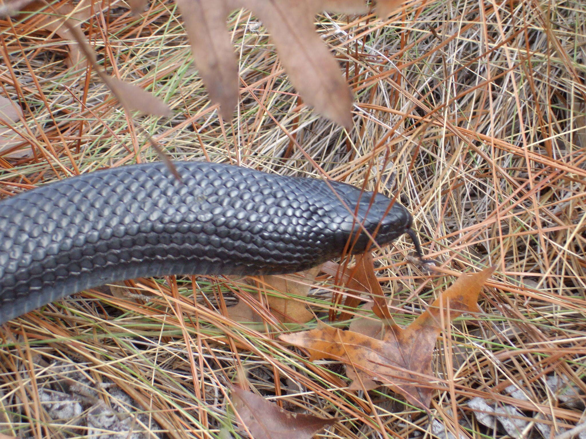 Image of Eastern Indigo Snake