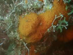 Image of Scopalina canariensis Blanquer & Uriz 2008