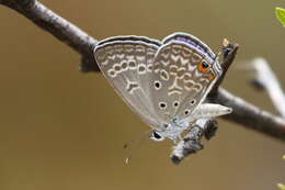 Image of Lepidochrysops patricia (Trimen 1887)