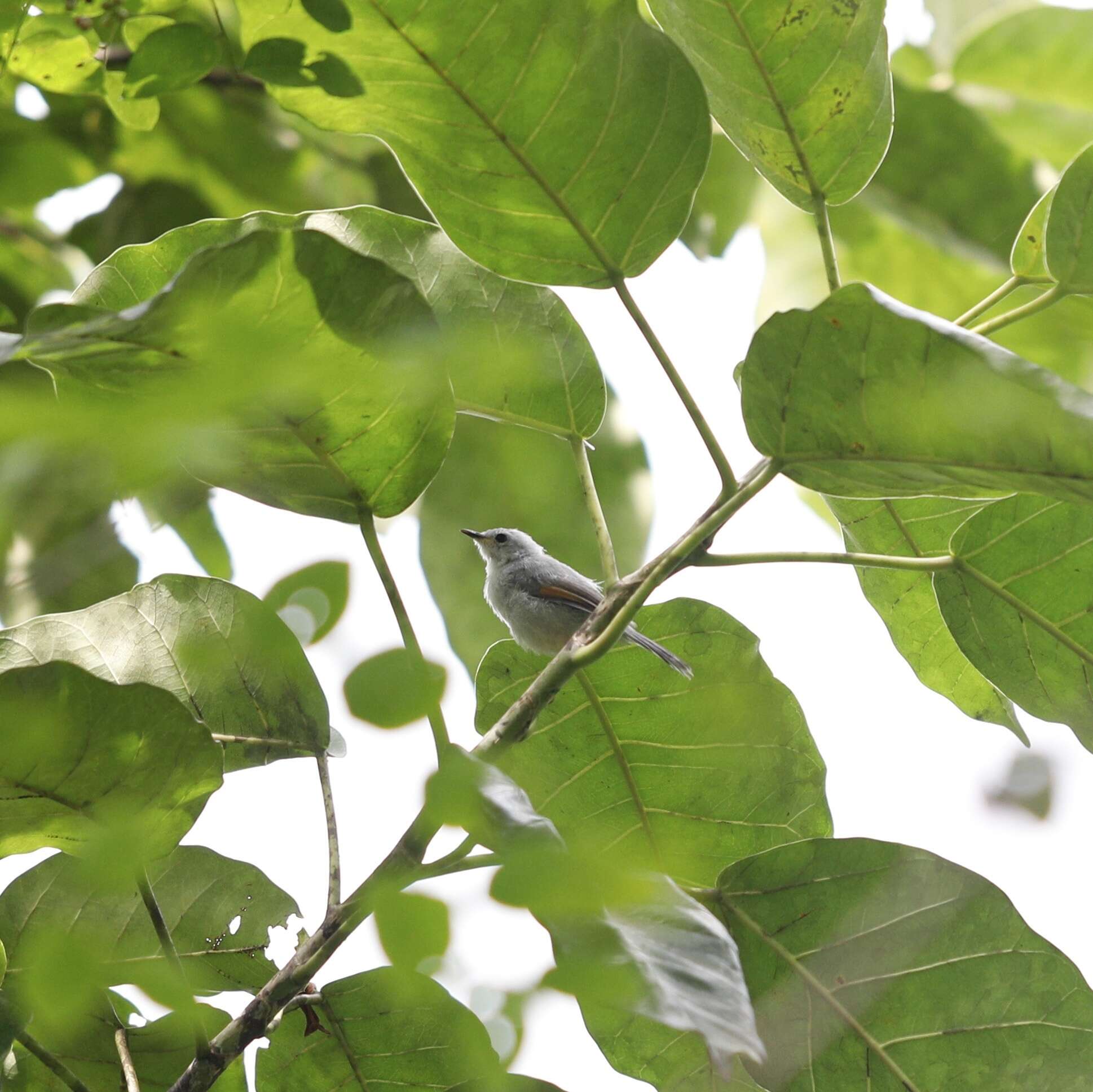 Image of Red-winged Grey Warbler