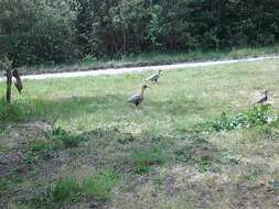 Image of Black-faced Ibis