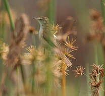 Acrocephalus concinens (Swinhoe 1870) resmi