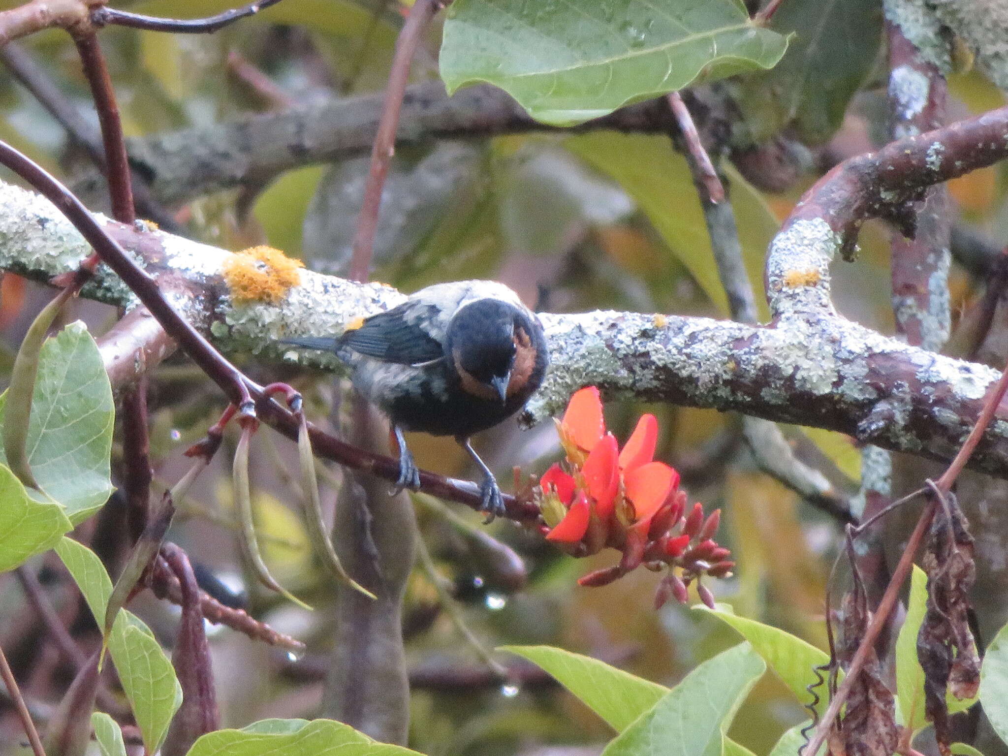 Image of Silver-backed Tanager