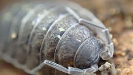 Image of Porcellio spinipennis Budde-Lund 1885