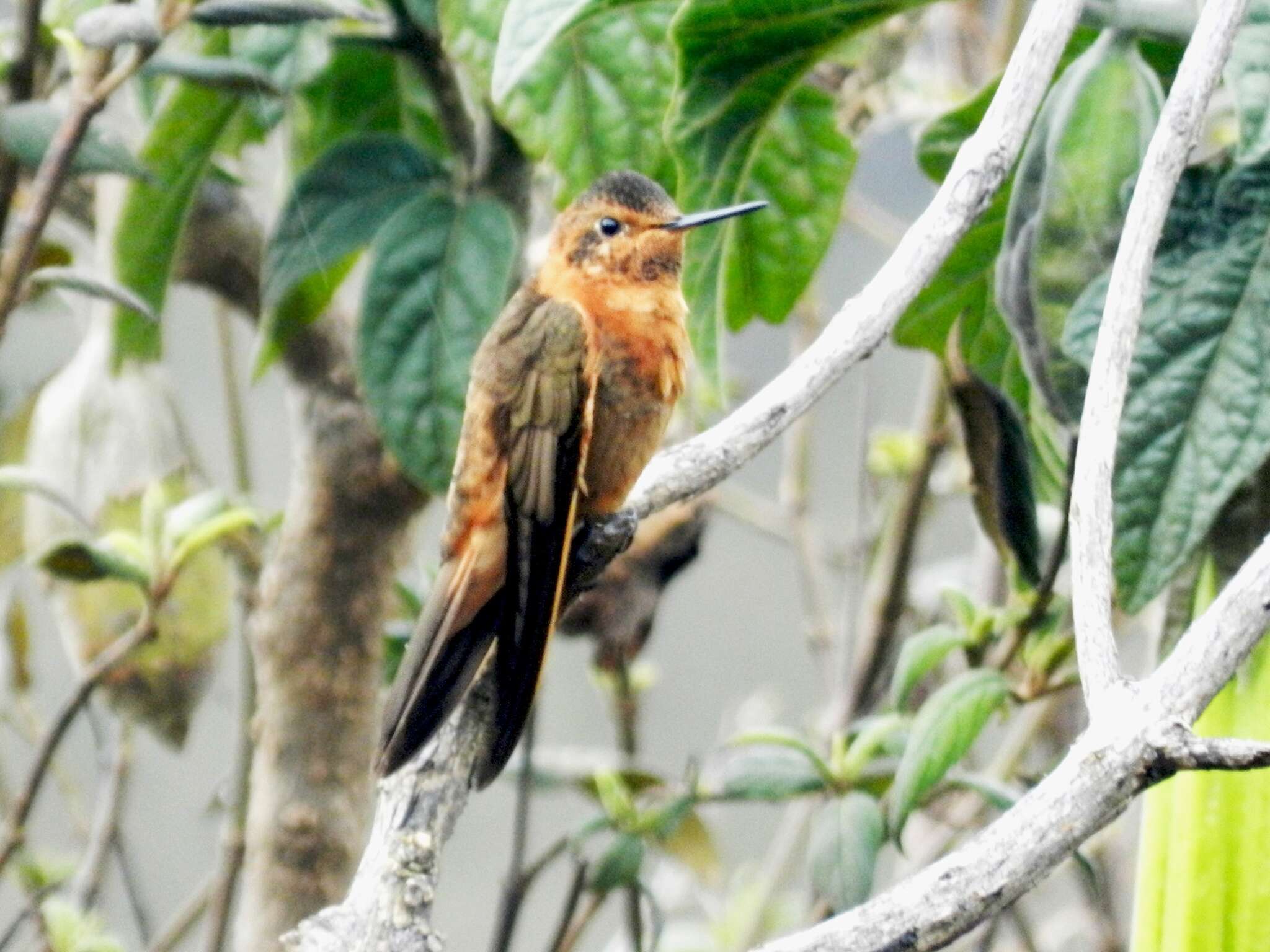 Plancia ëd Aglaeactis cupripennis (Bourcier 1843)