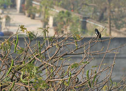 Image of Rain tree