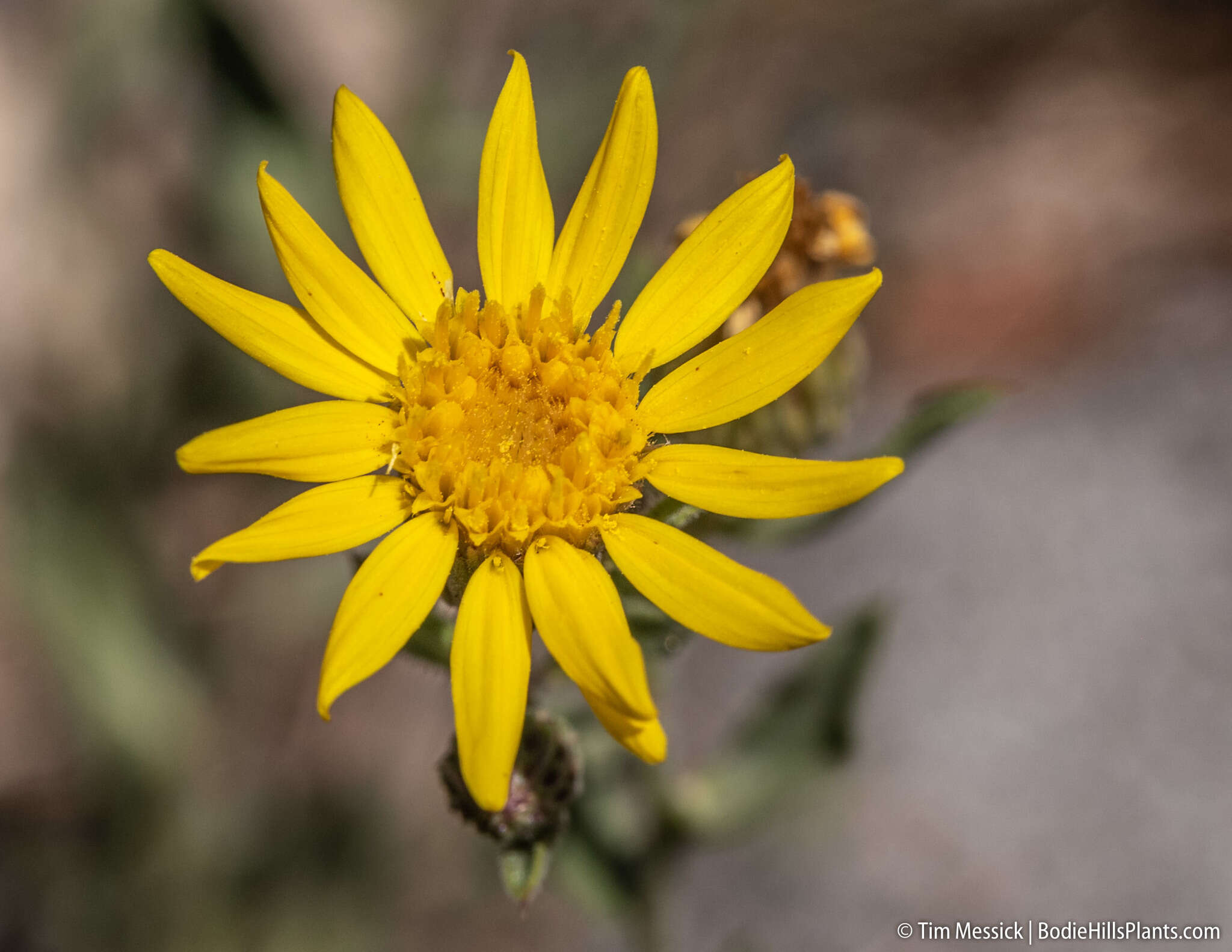 Image of Heterotheca orovillosa G. L. Nesom