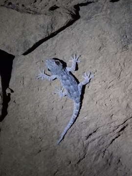 Image of Tenerife Gecko