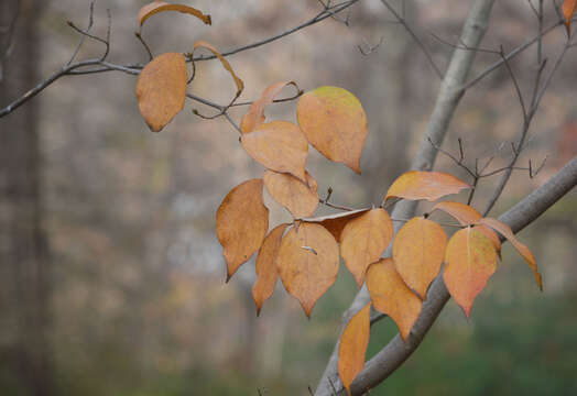 Image of Cornus walteri Wangerin