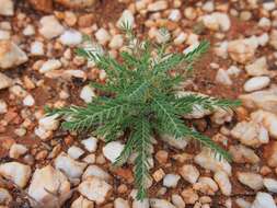 Image of Madras leaf-flower