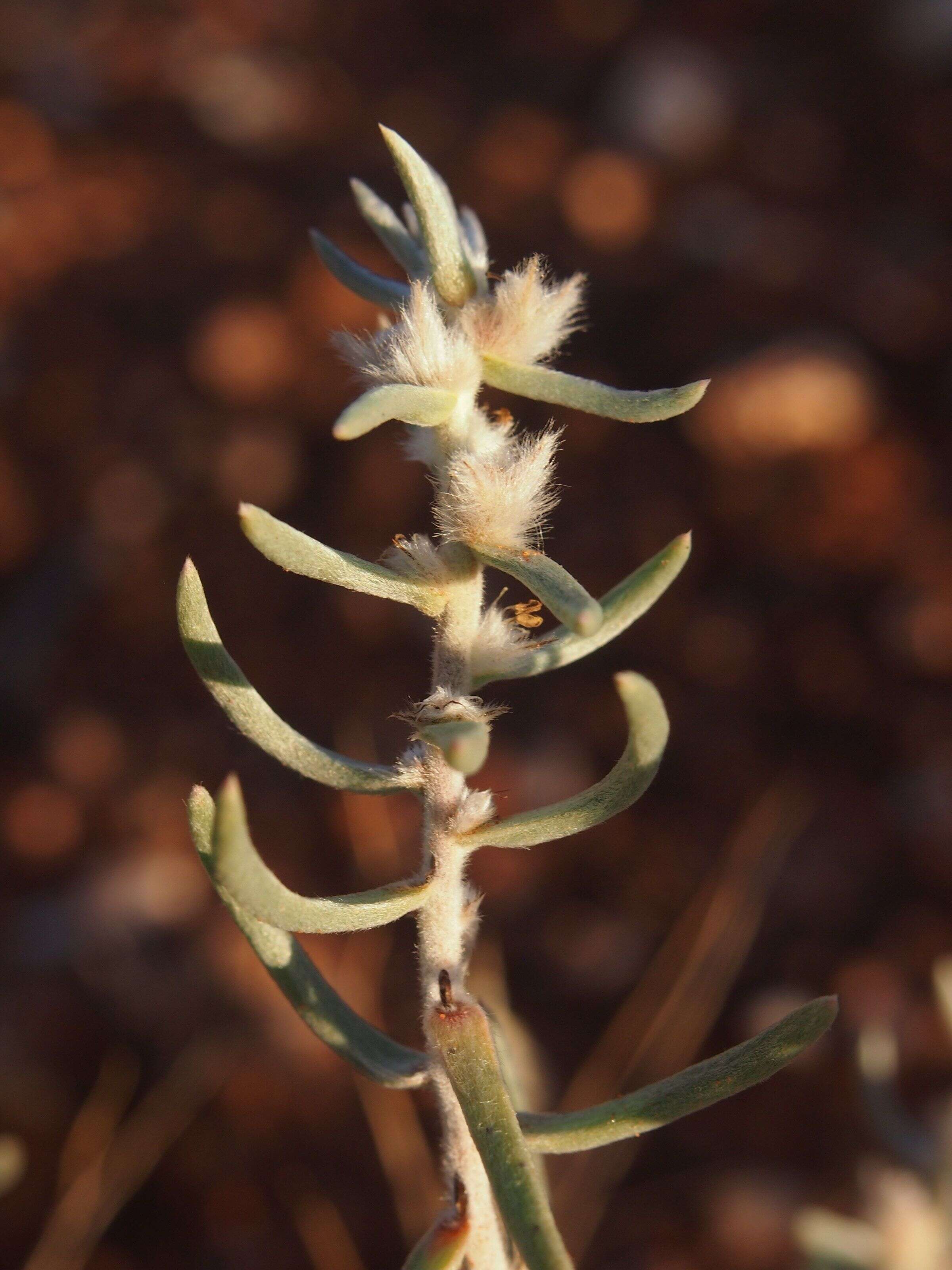 Image of Sclerolaena eriacantha (F. Müll.) Ulbr.