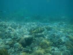 Image of Brown-marbled Grouper