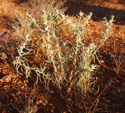 Image of Sclerolaena eriacantha (F. Müll.) Ulbr.