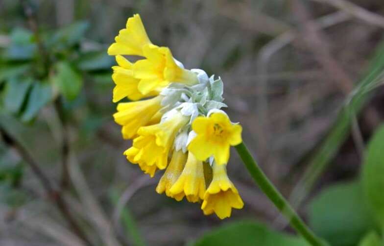 Primula palinuri Pet. resmi