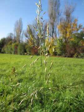 Image of Button Grass