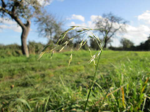 Image of Button Grass