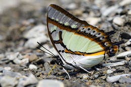 Imagem de Polyura eudamippus Doubleday 1843