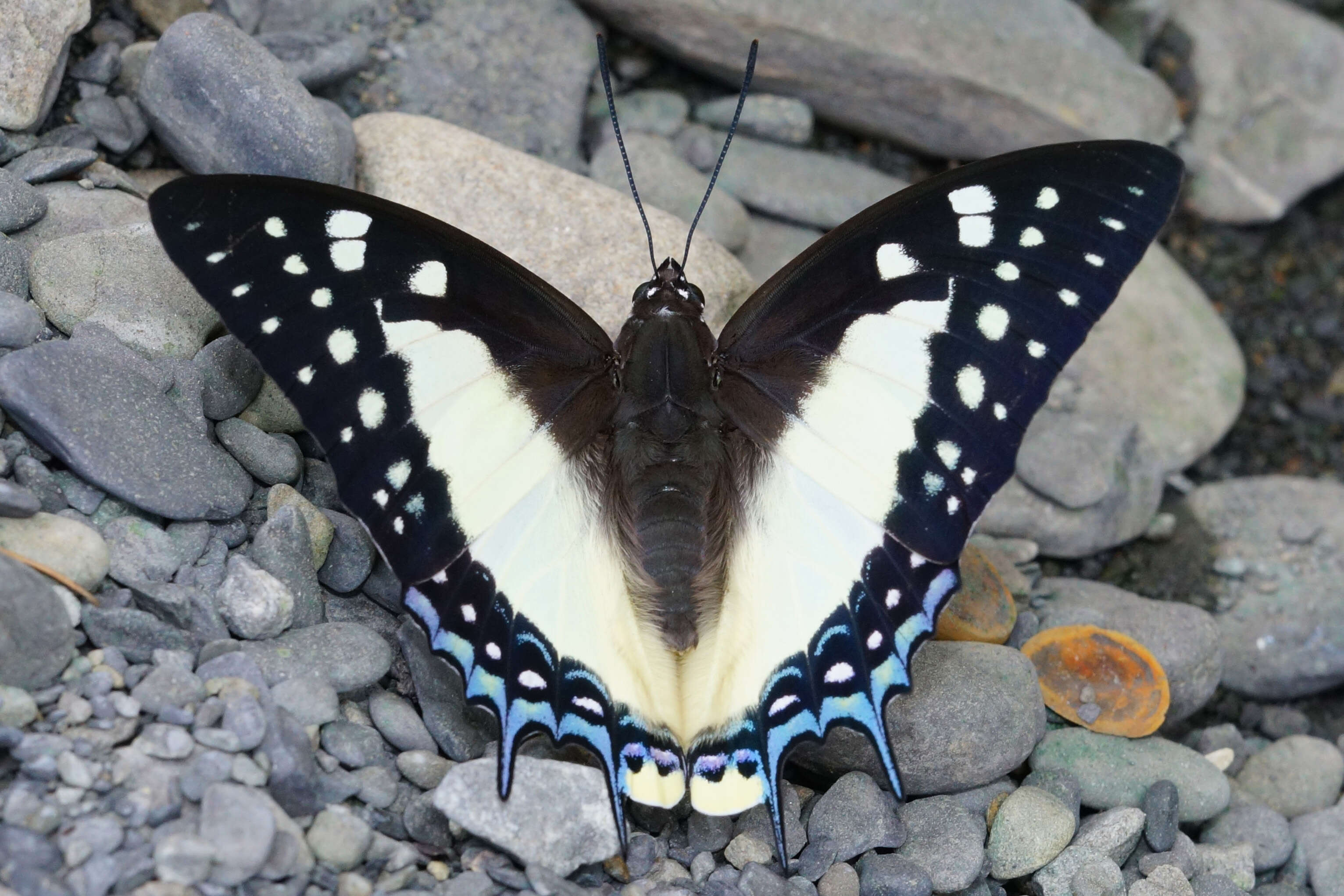 Imagem de Polyura eudamippus Doubleday 1843