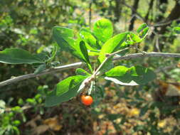 Image of matrimony vine