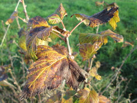 Image of European gooseberry